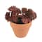 Mini Premade Succulents in Terra Cotta Pots, 6ct. by Ashland®